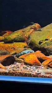 Plenty of life in the Gobies aquarium 🐟🐟🐟 By 喜欢玩原生鱼的小公举 (China) Freshwater Goby Care Aquarium Goby Species Freshwater Goby Tankmates Goby Fish Diet Freshwater Goby Breeding #freshwateraquarium #aquariums #goby #freshwaterfish #freshwatergobies #river #rivertank #streamtank #aquarium #aquariumhobby #aquaticlife #aquariumcare #natureaquarium #naturestyle | Oliver Knott