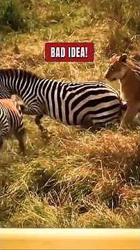6 Incredible Wildlife Encounters Caught on Camera 📸 #WildNature #AnimalEncounters #shorts
