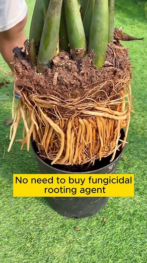 7K views · 68 reactions | Good tips for stimulating tree roots #gardeninggoals #gardeningistherapy #gardeningtips #gardeninglife #gardening_love #gardeninguk #gardening101 #gardeningtools #gardeningislife #gardeningtherapy #gardeningknowhow #gardeningseason #gardeningismytherapy #gardeningmakesmehappy #gardeningaustraliamag #gardeningday #gardeningideas #gardeningphoto | Gardening Lover | Facebook