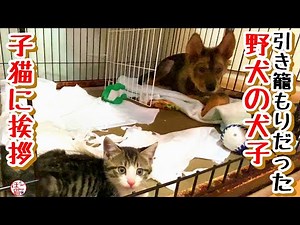 【子犬・子猫・保護犬・保護猫】野犬の子犬、子猫にご挨拶できました