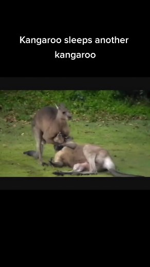 Extinction on TikTok