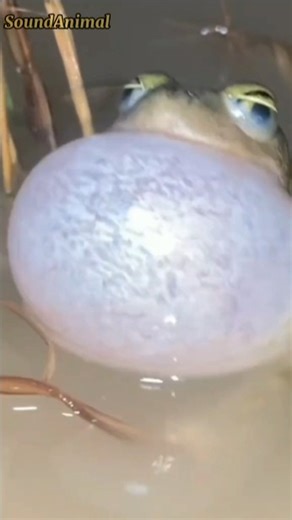 This is a collection of frog sounds 😱 #trending #animals #frog #sound #shorts #viral #youtube