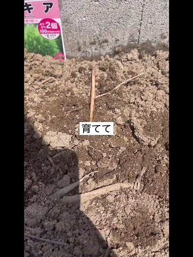 Starting kochia cultivation with seeds from a 100-yen store! Will it become fluffy?