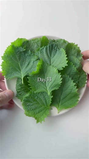Two ways to increase the amount of perilla leaves