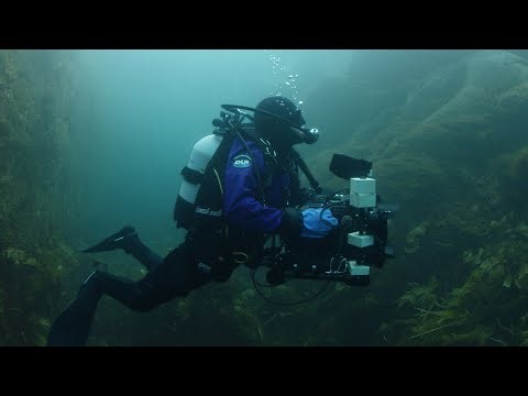 Fish 'chock-full' of antifreeze protein found in iceberg habitats off Greenland