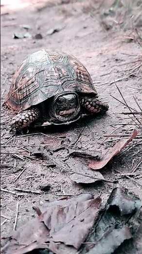 Eastern Box Turtle (Terrapene carolina carolina).