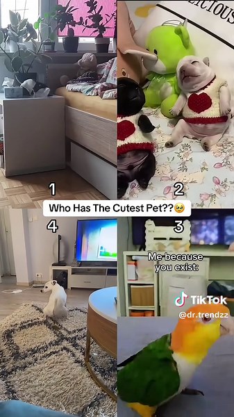Who Has The Cutest Pet? Discover Adorable Pets on TikTok