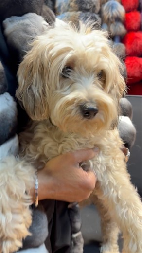 5.6K views · 185 reactions | Meet our new store mascot! Mr. Louis is pretending to be shy but is excited to meet all you this winter season ❄️ | Daniel’s Leather | Facebook