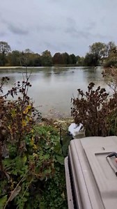 318K views · 12K reactions | The swan rescued after she crash-landed into a tree, last week, is back with her partner and cygnet, and this could well be one of the most endearing releases... ever! Watch ’til the end for her sweet welcome home dance殺. | Wildlife Aid | Facebook