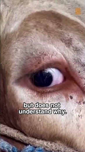 Cow cries before slaughter