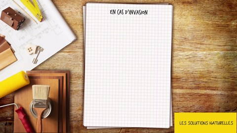 Blatte : les meilleures astuces de pro pour s'en débarrasser