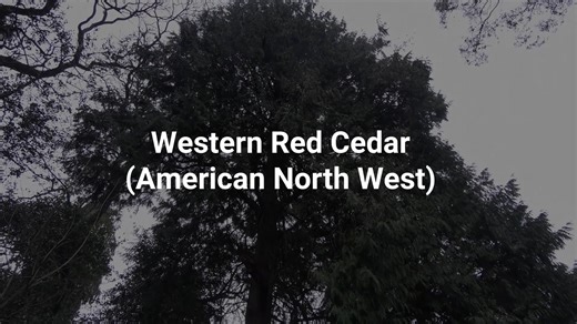 Western Red Cedar - TEST