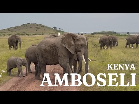 🇰🇪 Amboseli National Park RAW Footage — This 3 Night Safari Blew Our Minds