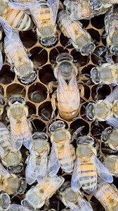 The new queen laying egg. | Phary BeeKeeper