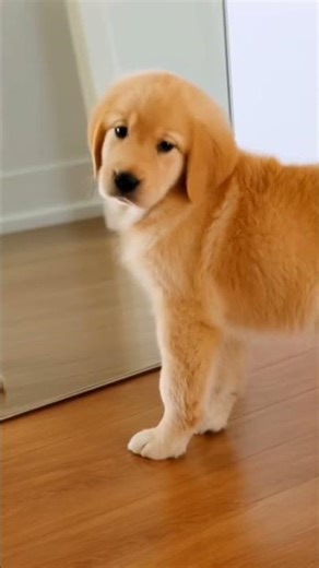 Why My dog’s reflection just... changed? 😳🧬 #2026