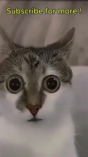 Joyful Cat Moments Compilation #shorts #funnycat