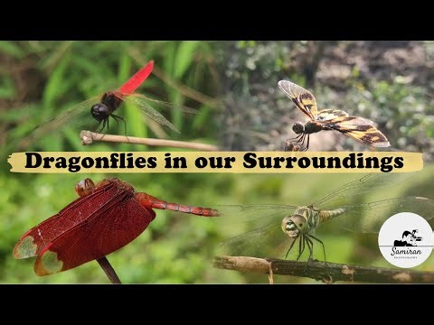 Dragonflies Like You’ve Never Seen Before | Nature’s Tiny Warriors!