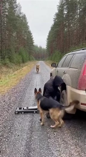 Brave German Shepherd Defends Owner From A Prowling Lioness In The Forest ------------ ----------- ------------- A man is working on his tan suv on a quiet gravel road in the middle of a dense forest. As he kneels down to adjust a floor jack near the rear tire, the peace of the overcast day is suddenly shattered. A massive lioness emerges from the distance, prowling toward the vehicle with predatory intent. Sensing the danger, the man’s loyal German shepherd immediately springs into action to de