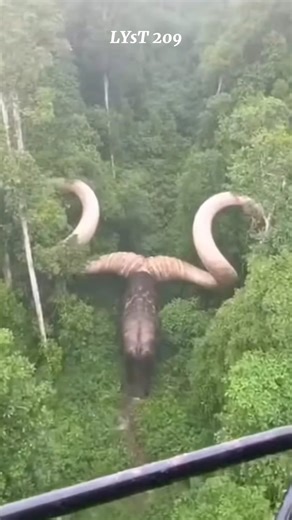A giant bovine creature moving through the Amazon rainforest. #animals