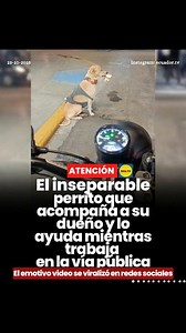 #ATENCIÓN | El inseparable perrito que acompaña a su dueño y lo ayuda mientras trabaja en la vía pública 🚨. Un video enternecedor ha conmovido a miles de internautas: mientras su dueño realiza malabares en la vía pública, su inseparable perrito sostiene con la boca un vaso, listo para recibir las monedas de los transeúntes. El tierno gesto del pequeño ayudante ha generado comentarios llenos de admiración y cariño, y el video rápidamente se viralizó en redes sociales, recordando el vínculo espec