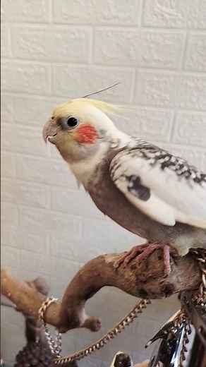 Adorable Cockatiel Candy's Cute Singing Moments 🎶🦜❤️ #cockatielscraze #birdsinging #PetCommunity