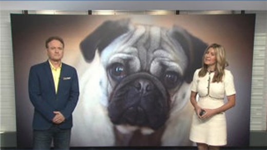 New research suggests dogs have been human companions thousands of years longer