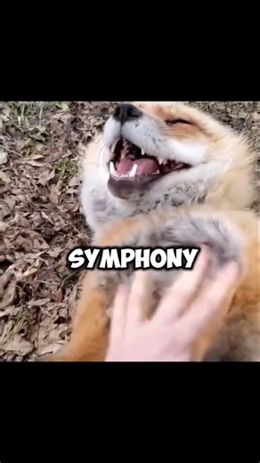The Funniest Fox Laugh You Will Ever Hear 😂 (Turn Volume Up for this pure joy!)