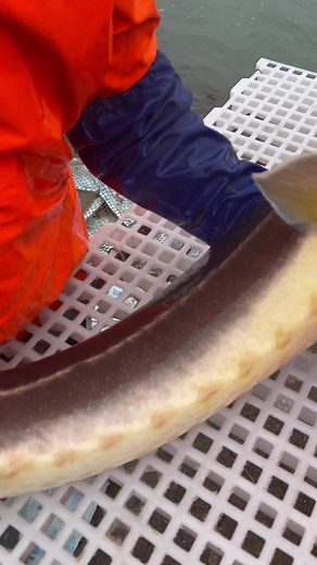 Fish Processing Techniques at the Dock