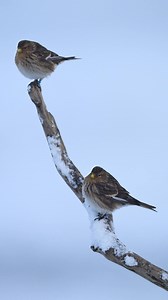 The humble Twite for your consideration. This video comes from Nature North East, the warden at our Oa reserve on the Isle of Islay, Scotland, which sees flocks of Twites visit in winter. Bonus Twite fact: In the winter and on the coast, they'll eat the seeds of sea-aster, marsh samphire, sea-rocket, and thrift 🌸 | RSPB