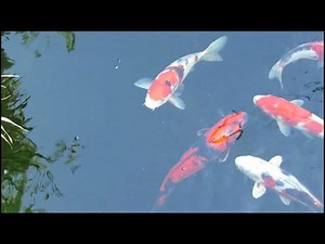 Pond Health: The Vital Role of Organic Debris Removal