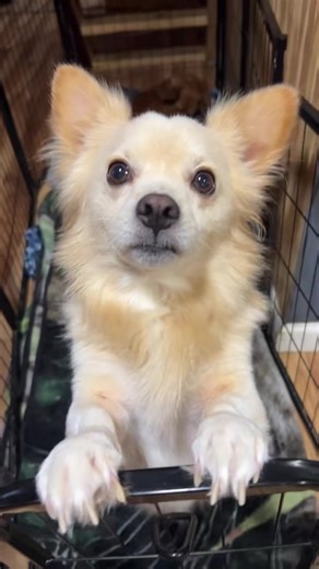 Nene (@proud.meme7)’s videos with original sound - Nene