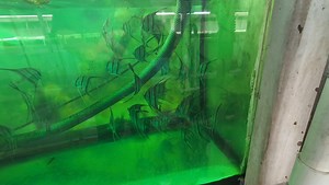 5.9K views · 144 reactions | Gentle giants enduring quarantine protocols. We do this to insure that they do not break down on our clients. | Jack Wattley Discus | Facebook