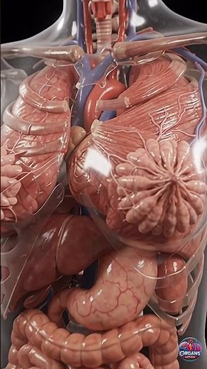 How Mammary Glands Work Inside the Body | Transparent Anatomy Model | Organs Explain