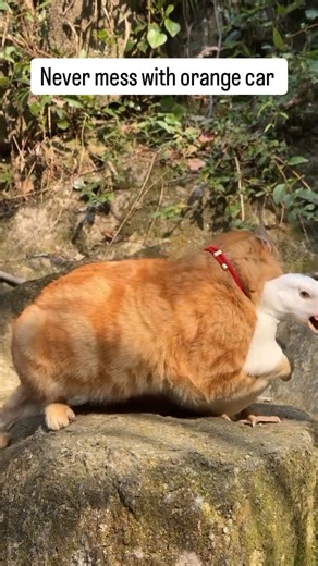 Catogram | Orange car is dangerous 🐈 𝐈𝐧 𝐭𝐨𝐝𝐚𝐲’𝐬 𝐞𝐝𝐢𝐭𝐢𝐨𝐧 𝐨𝐟 #𝟏𝟎𝐓𝐡𝐢𝐧𝐠𝐬, 𝐬𝐩𝐞𝐧𝐝 𝐚 𝐜𝐨𝐳𝐲 𝐟𝐚𝐥𝐥 𝐝𝐚𝐲 𝐚𝐭 𝐡𝐨𝐦𝐞 𝐢𝐧 𝐋𝐨𝐧𝐝𝐨𝐧 𝐰𝐢𝐭𝐡 𝐚𝐜𝐭𝐫𝐞𝐬𝐬 @𝐲𝐚𝐳𝐝𝐞𝐦𝐚𝐧𝐝 (𝐘𝐚𝐬𝐦𝐢𝐧 𝐅𝐢𝐧𝐧𝐞𝐲)... | Instagram