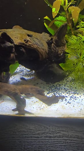 happy bunch in the small tank.