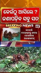 ଏମାନେ କେଉଁଠୁ ଆସିଲେ ? Orangutans Smuggling | STF Takes Over Probe | International Smuggling Suspected