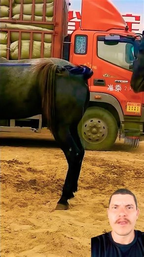 Stallion Fazenda covering mare #horse