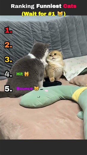 Ranking funniest Cats #petsunited #catvideos #funny #funniestcats #viral #cute #funnycats