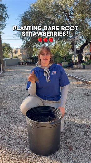 Rainbow Gardens on Instagram: "🍓Bare-root strawberries are in stock 🍓Now is the perfect time to plant for a bountiful harvest later! How to plant: • Soak roots in water for 30–60 minutes before planting • Plant in full sun with well-draining soil • Keep the crown right at soil level (not buried) • Space plants about 12–18" apart • Water in well and keep soil consistently moist while they establish"