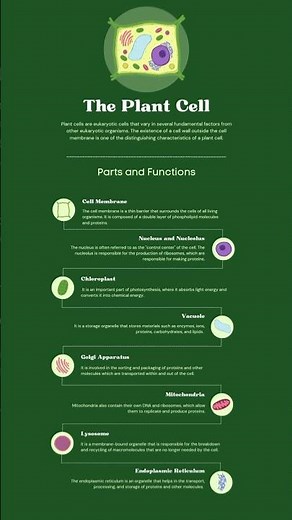 Biology - The plant cell