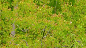 Chestnut-sided warbler songbird sits on a vibrant green tree and flies away