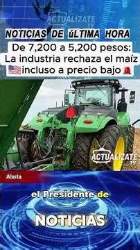 Agricultural emergency in Guanajuato: more than 600,000 tons of corn without a buyer