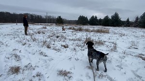 Willow Creek’s Maebe pigeon course | Willow Creek Kennels and Hunting