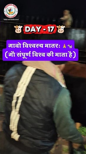 🐮Day -17 🐮 #gausewak #gauseva #dailygauseva #nandimahraj #गौसेवक #animallovers #cow #gaumata #shorts