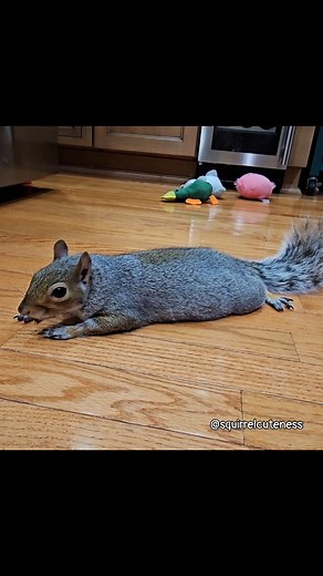 256 reactions · 19 comments | Baetril hid a nut in Mom's pocket and...