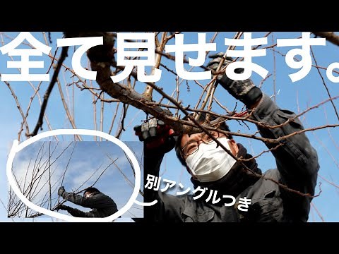 【枝の先端から根本まで】すももの剪定をノーカット。-品種「太陽」系編-