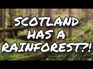 Scotland has a RAINFOREST?!
