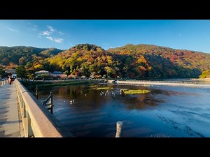 2025年11月20日(木)紅葉見頃の京都嵐山🍁 Autumn leaves in Arashiyama, Kyoto