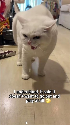 Part 60 #funny #cat#OddlySatisfying