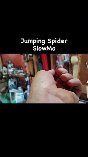 Slow motion jumping spider